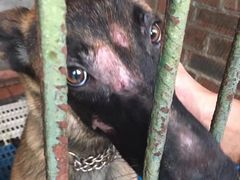 -仁华宠物医院(青羊店)