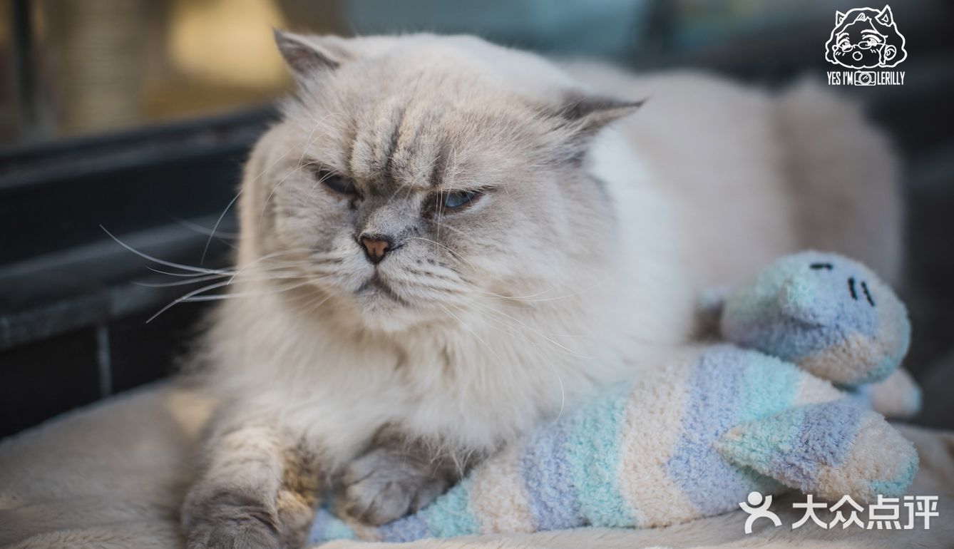 其实也就是溜达下，主人一喊就回来了。超级听话温顺的猫