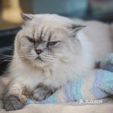 其实也就是溜达下，主人一喊就回来了。超级听话温顺的猫