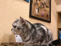 -猫友咖啡店(玉林西路店)