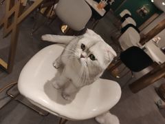 -飞行喵MR PILOT|猫舍·猫咖(静安大融城店)