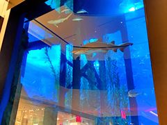 -迪拜水族馆及水下动物园