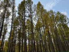 -塞罕坝国家级自然保护区