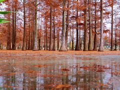 -白鹭湾湿地公园