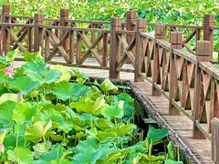 -荷塘月色湿地公园·向阳花洲