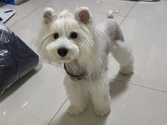 -瑞鹏动物医院宠美康(扬子江路分院)