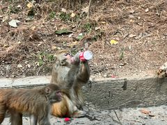 -黔灵山公园