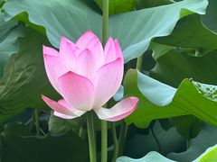 -荔湾湖公园