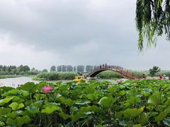 -白洋淀景区