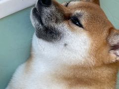 -怪兽屋·羊驼·猫咖·狗咖(俊华广场店)