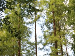 -黄海国家森林公园