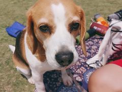 -春花秋色城市公园