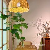 佛山叹啡 | 误入美丽花丛