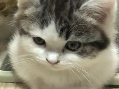 -屋虎猫馆(宝安大仟里店)