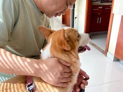 -艾贝尔宠物医院 ·内科全科(梁溪路店)