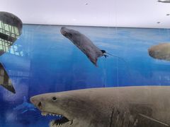-北京海洋馆