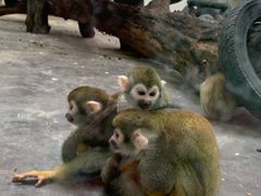 -西安秦岭野生动物园