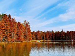 -上海海湾国家森林公园