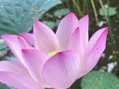 -曼听御花园