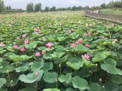 -羊亭河湿地公园