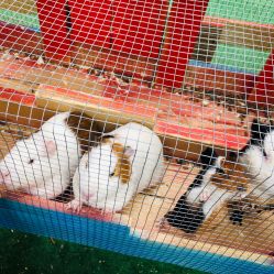 -萌宠亲子动物乐园(槐房万达店)