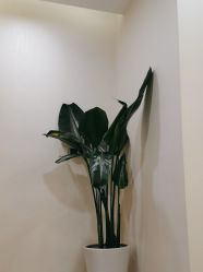 -智美品质医美