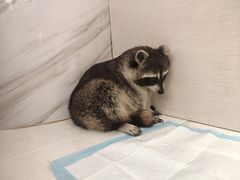 -浣熊柯尔鸭土拨鼠·电玩咖