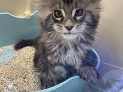 -小猫来了·猫舍(红山六九七九店)
