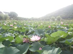 -龙寺生态园