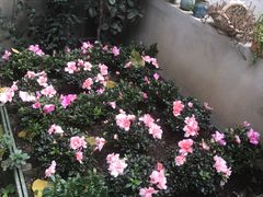 -宝翠花园餐厅(沙湖店)