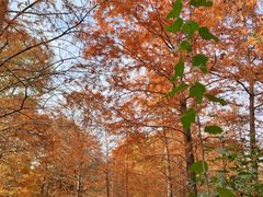 -上海海湾国家森林公园