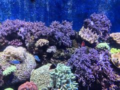 -珠海长隆海洋王国