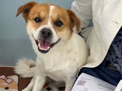 -纳吉亚猫专科动物诊疗中心(蒋宅口分院)