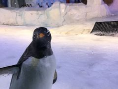 -芜湖新华联大白鲸海洋公园