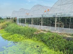 -马陆小张葡萄园农家乐