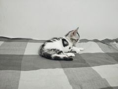 -喵zoo家庭繁育猫舍(尖东智能花园店)