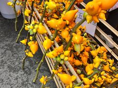 -越秀西湖花市(广州城市广场花卉店)