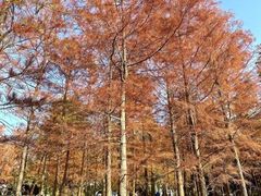 -聚龙山公园