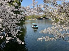 -上海共青森林公园