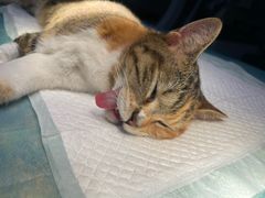 -创凡宠物医院·骨专科  猫科中心(西乡分院)