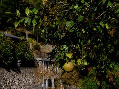 -MOJ coffee(瓯海泽雅水碓坑店)