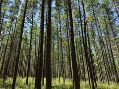 -塞罕坝国家级自然保护区