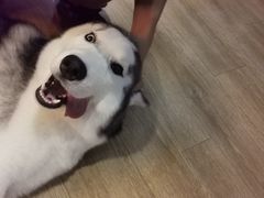 -Husky Go! 哈士奇体验馆·宠物咖啡厅狗咖