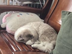 -安安宠医宠物医院·异宠·犬猫内科(岳阳分院)