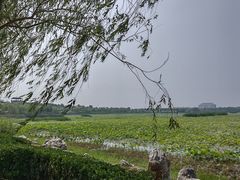 -天津东丽湖风景区