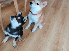 -柴犬小屋·柴餐厅·狗咖食堂(金鼎广场店)