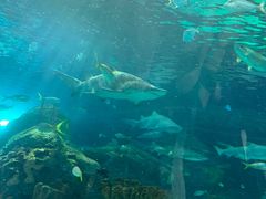 -瑞普利水族馆