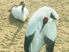 -盐城丹顶鹤湿地生态旅游区