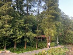 -深圳仙湖植物园