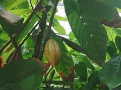 -歌斐颂巧克力小镇